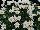Proven Winners, LLC: Argyranthemum  'White Butterfly™' 