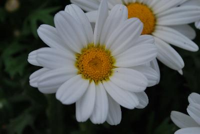 Argyranthemum  'White Butterfly™'