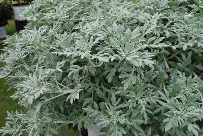 Artemisia  'Quicksilver™'