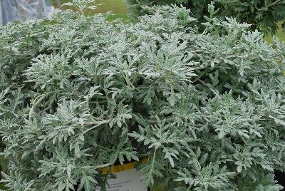 Artemisia  'Quicksilver™'