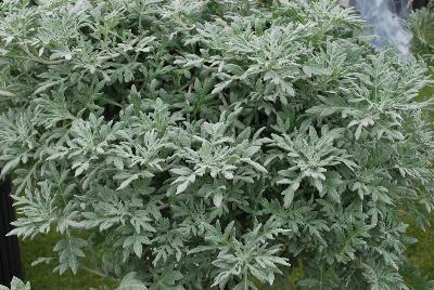 Artemisia  'Quicksilver™'