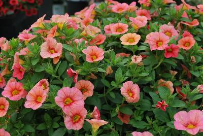 Calibrachoa Superbells® 'Coralina'