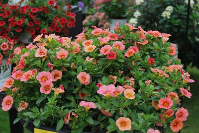 Calibrachoa Superbells® 'Coralina'