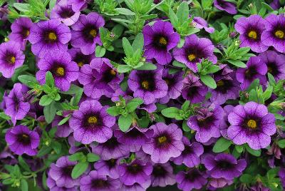 Proven Winners, LLC: Superbells® Calibrachoa Grape Punch Improved 