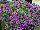 Superbells® Calibrachoa Grape Punch Improved 