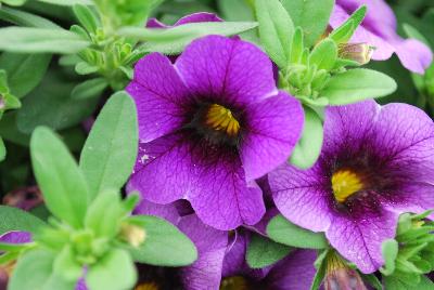 Calibrachoa Superbells® 'Grape Punch Improved'