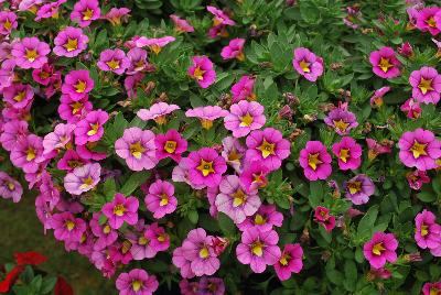 Calibrachoa Superbells® 'Hollywood Star'