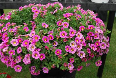 Calibrachoa Superbells® 'Hollywood Star'