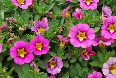 Calibrachoa Superbells® 'Hollywood Star'