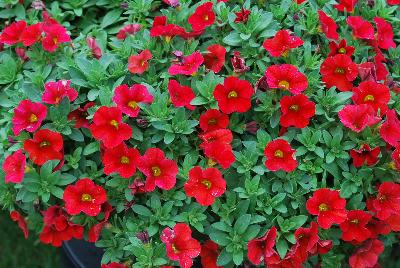 Calibrachoa Superbells® 'Red Improved'