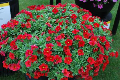 Calibrachoa Superbells® 'Red Improved'