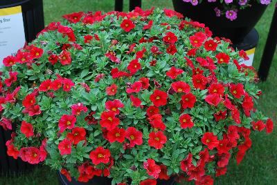 Calibrachoa Superbells® 'Red Improved'