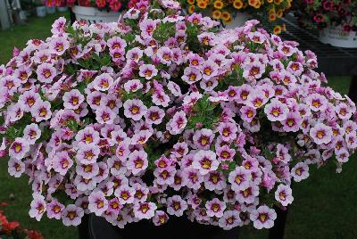 Calibrachoa Superbells® 'Morning Star'