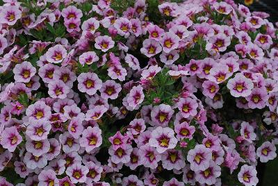 Calibrachoa Superbells® 'Morning Star'