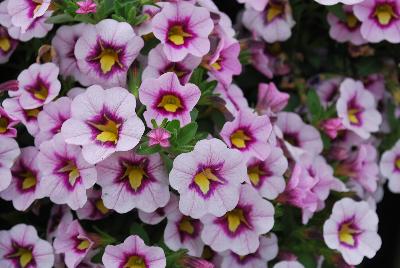 Calibrachoa Superbells® 'Morning Star'