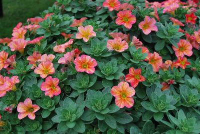 Calibrachoa Superbells® 'Tropical Sunrise'