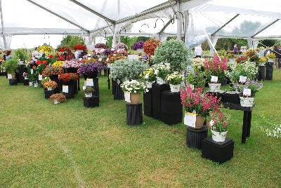Seen @ Spring Trials 2016.: From Proven Winners® Spring Trials 2016: Many of the new and trusted varieties on display.