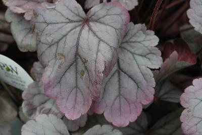 Dolce® Heuchera villosa hybrid Silver Gumdrop