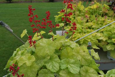 Heuchera Dolce® 'Appletini'