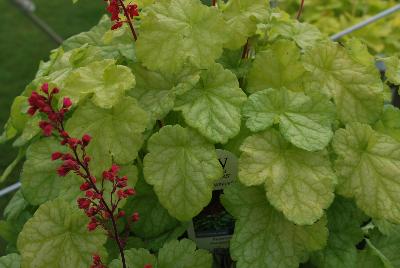 Heuchera Dolce® 'Appletini'