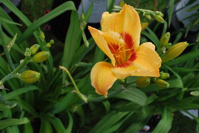 Hemerocallis Rainbow Rhythm® 'Tiger Swirl'