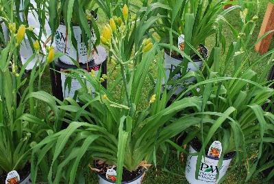 Rainbow Rhythm® Hemerocallis Tiger Swirl 