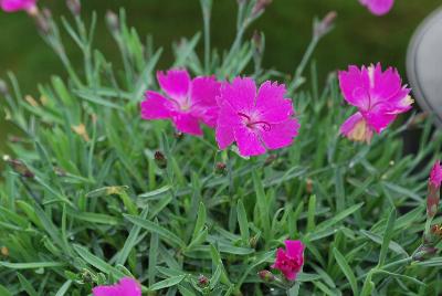 Dianthus  'Paint the Town Fuchsia'