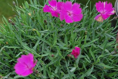 Dianthus  'Paint the Town Fuchsia'