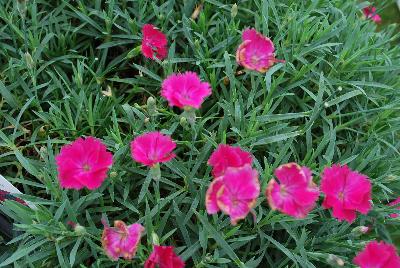 Dianthus  'Paint the Town Magenta'