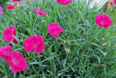  Dianthus Paint the Town Magenta 