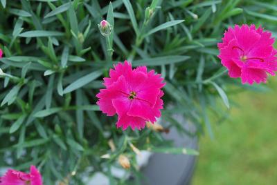  Dianthus Paint the Town Magenta 