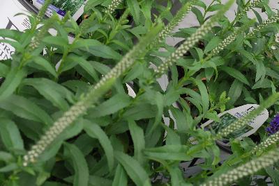 Magic Show® Veronica White Wands 