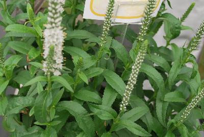 Magic Show® Veronica White Wands 