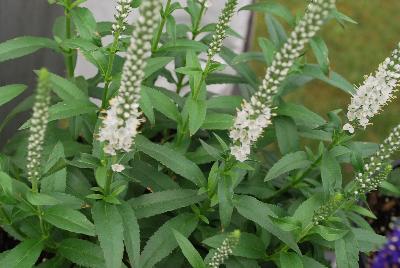 Magic Show® Veronica White Wands 