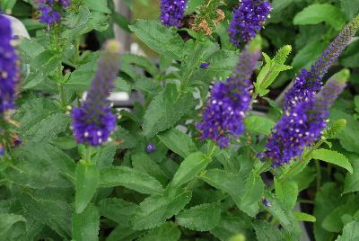 Magic Show® Veronica Enchanted Indigo 