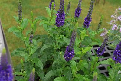 Magic Show® Veronica Enchanted Indigo 