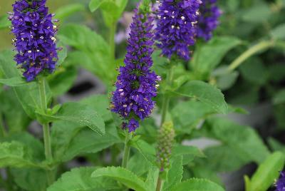 Magic Show® Veronica Enchanted Indigo 