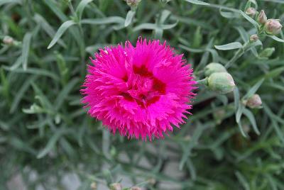 Fruit Punch® Dianthus Spiked Punch 