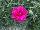 Proven Winners, LLC: Dianthus  'Spiked Punch' 