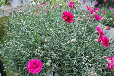 Dianthus Fruit Punch® 'Spiked Punch'