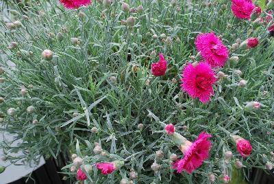 Fruit Punch® Dianthus Spiked Punch 