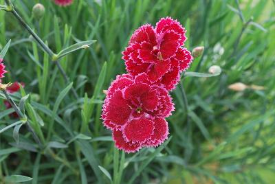 Dianthus Fruit Punch® 'Black Cherry Frost'