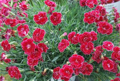 Fruit Punch® Dianthus Black Cherry Frost 