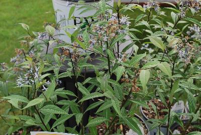 Amsonia  'Storm Cloud'