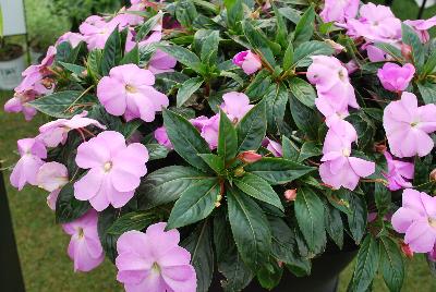 Infinity® New Guinea Impatiens Lavender Improved