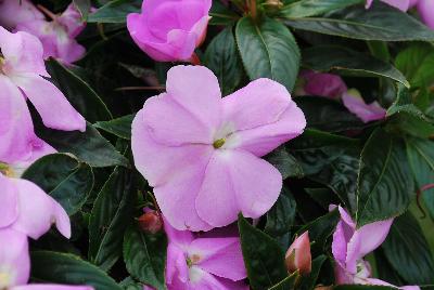 Infinity® New Guinea Impatiens Lavender Improved 