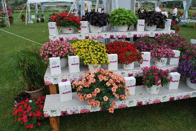 Seen @ Spring Trials 2016.: From Proven Winners® Spring Trials 2016, Several varieties on display @ Kirigin Cellars Winery in Gilroy, California.  Vote for your favorite of the show.