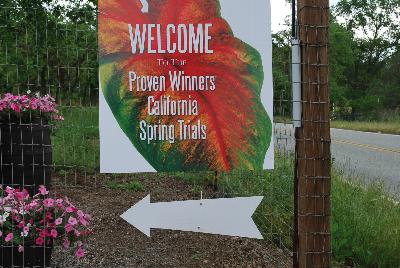 Seen @ Spring Trials 2016.: Welcome to Kirigin Cellars Winery, host to Proven Winners® Spring Trials 2016, in Gilroy, California.