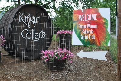 Seen @ Spring Trials 2016.: Welcome to Kirigin Cellars Winery, host to Proven Winners® Spring Trials 2016, in Gilroy, California.