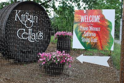 Seen @ Spring Trials 2016.: Welcome to Kirigin Cellars Winery, host to Proven Winners® Spring Trials 2016, in Gilroy, California.